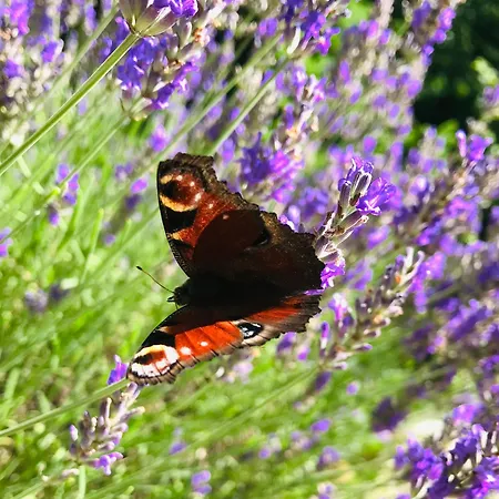 Gruetzner Daire Freital